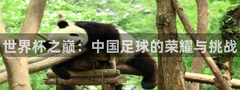世界杯预赛赛程：世界杯之巅：中国足球的荣耀与挑战